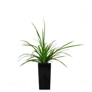 Cyperus polystachyos