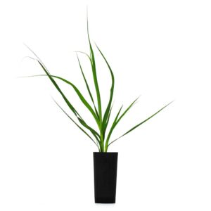 Gahnia sieberiana - Image 4