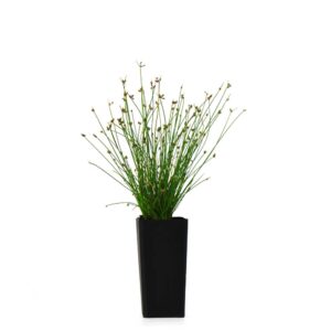 Isolepis Wifi