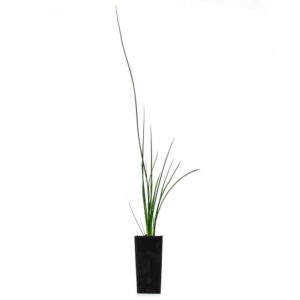 Juncus kraussi