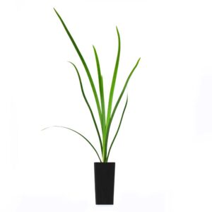 Lomandra Hystrix