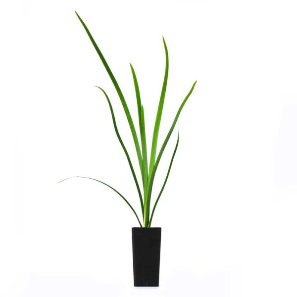 Lomandra Hystrix
