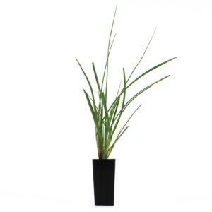 Lomandra longifolia - Image 4