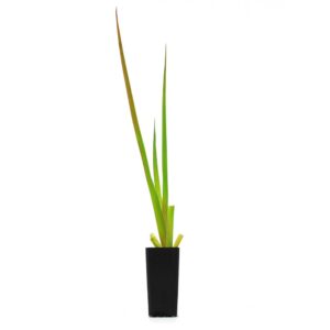 Philydrum lanuginosum - Image 4