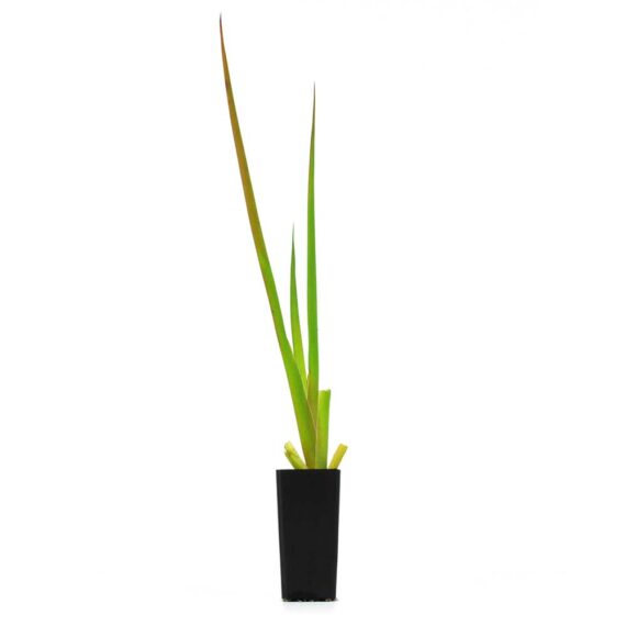 Tuff Aussie Plants Tube stock plants online