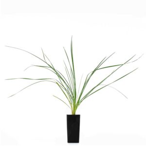 Poa labillardieri