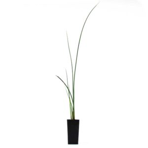 Schoenoplectus validus