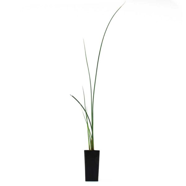 Schoenoplectus validus