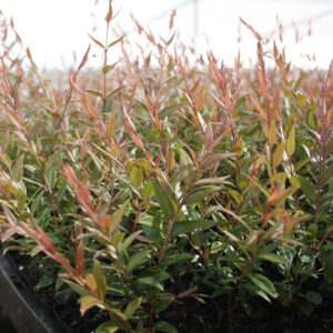 Austromyrtus dulcis - Image 2