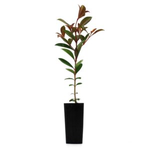 Lilly Pilly 'Aussie Compact' Syzygium australe Select