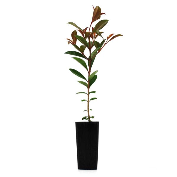 Lilly Pilly 'Aussie Compact' Syzygium australe Select