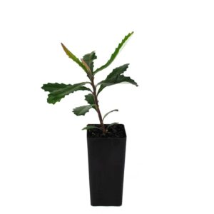 Banksia integrifolia