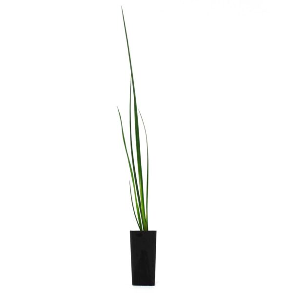 Baumea articulata