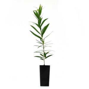 Callistemon Wilderness White