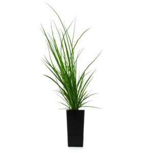 Carex appressa