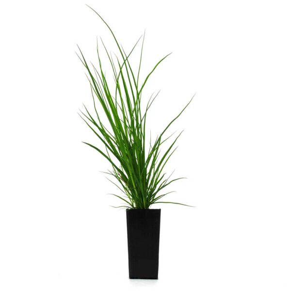Carex appressa