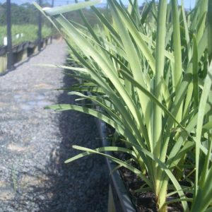 Lomandra longifolia