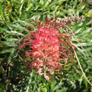 Grevillea Robyn Gordon Mini