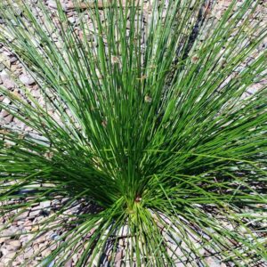 Isolepis nodosa - Image 2