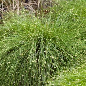 Isolepis Wifi - Image 2