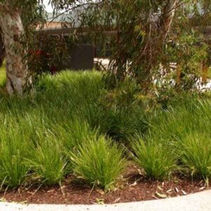 Lomandra Lime Tuff - Image 3