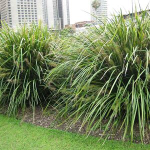 Lomandra Hystrix - Image 2