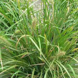 Lomandra longifolia - Image 2