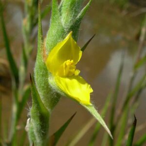 Philydrum lanuginosum - Image 2