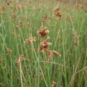 Schoenoplectus validus - Image 2