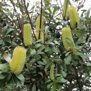 Banksia integrifolia - Image 2