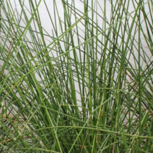 Baumea articulata - Image 2