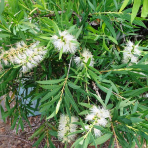 Callistemon Wilderness White - Image 2