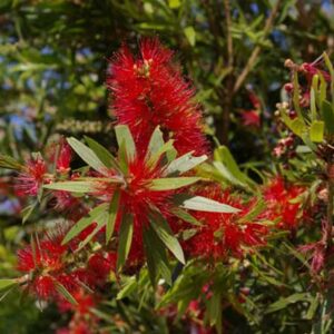 Callistemon viminalis Wildfire - Image 2