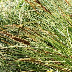 Carex appressa - Image 2