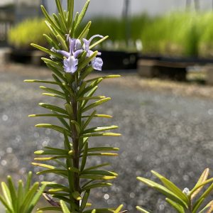 Rosemary