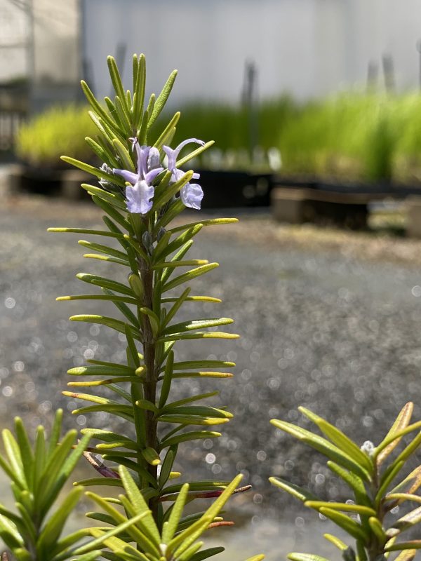 Rosemary