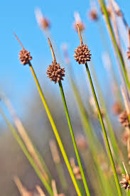 Isolepis nodosa