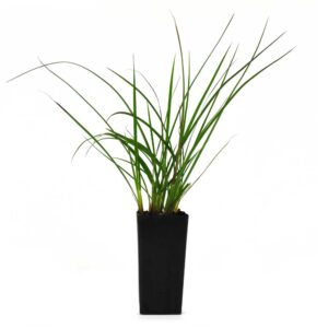 Cymbopogon refractus