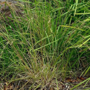 Cymbopogon refractus - Image 2