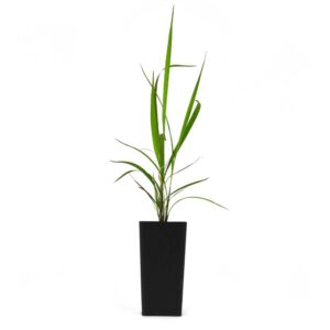 Imperata cylindrica