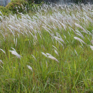 Imperata cylindrica - Image 2