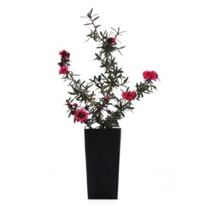 Burgundy Queen Tea Tree - Leptospermum morrisonii