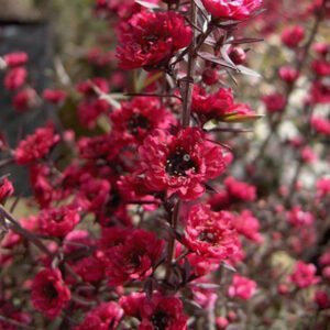 Burgundy Queen Tea Tree - Leptospermum morrisonii - Image 2