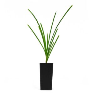 Lomandra Lime Tuff