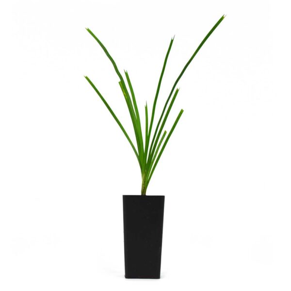 Lomandra Lime Tuff