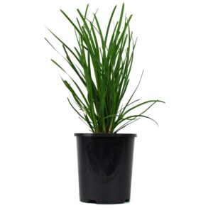 Lomandra Lime Tuff - Image 2