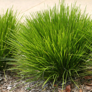 Lomandra  Echidna Grass