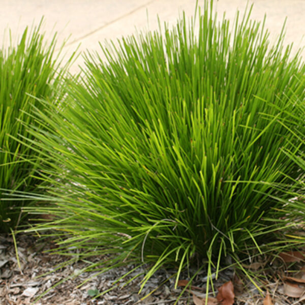 Lomandra  Echidna Grass