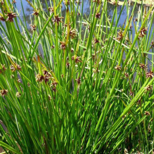 Schoenoplectus mucronatus - Image 2