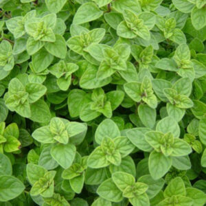 Oregano - Image 2
